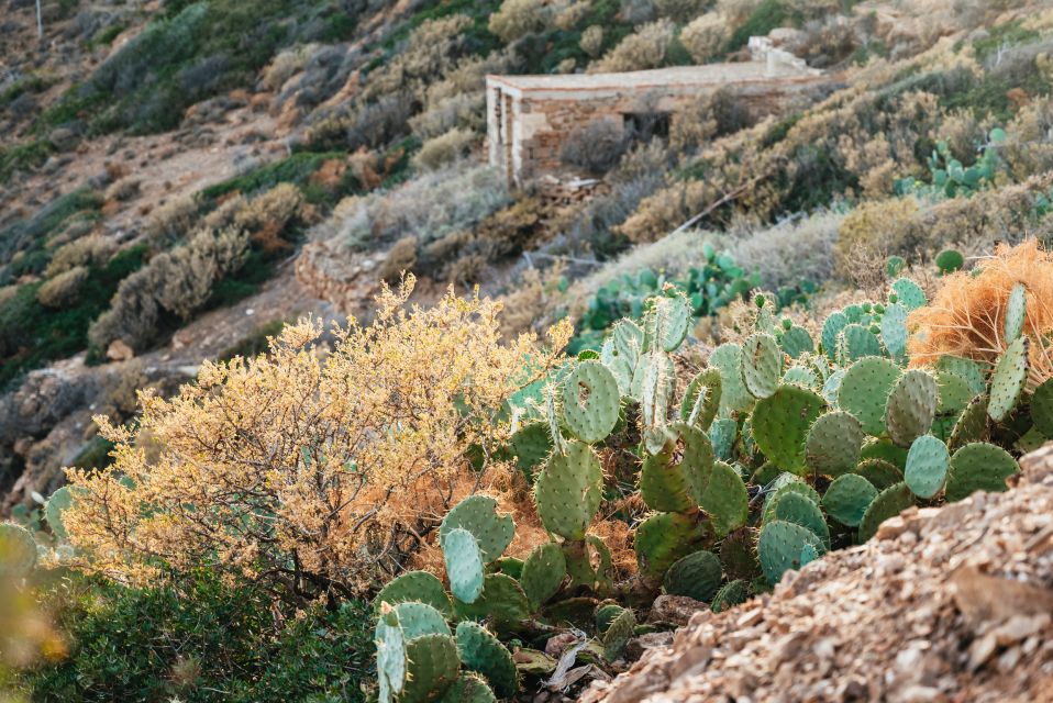 From Athens: Cape Sounion & Temple of Poseidon Half Day Tour - Sunset timing vs morning: choosing the right version of the same place